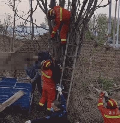 北京男子爬树摘香椿被卡 悬空倒挂7小时 消防紧急救援