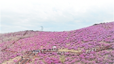 兴安岭上杜鹃红