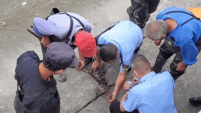 上海一小区水池内出现一条鳄鱼 多方联手成功捕获