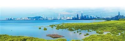 我国红树林面积大涨44% 生态与保护并进