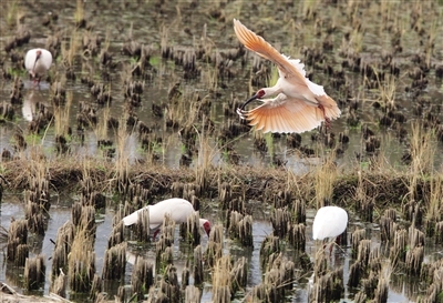 近日，在汉中朱鹮国家级自然保护区陶岭重点保护湿地，数十只朱鹮在水田集体觅食，吸引了众多摄影爱好者前往。 张跃明 本报记者 陈卫平 摄