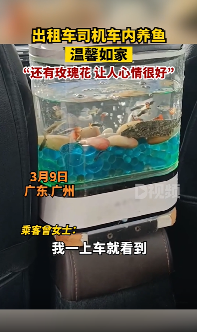 大叔出租车内放鱼缸养鱼乘客很欢喜 鱼：我怎么晕晕的