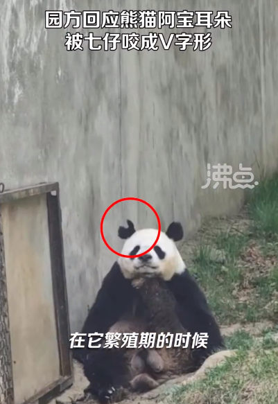 熊猫七仔咬阿宝耳朵 阿宝：没想到上了这么丢人的热搜  