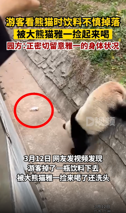 游客饮料掉落被大熊猫捡来喝 网友：建议加入黑名单 