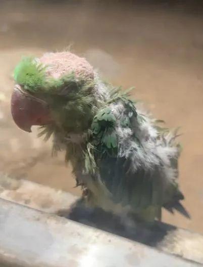 北京動物園回應(yīng)鸚鵡“頭禿”