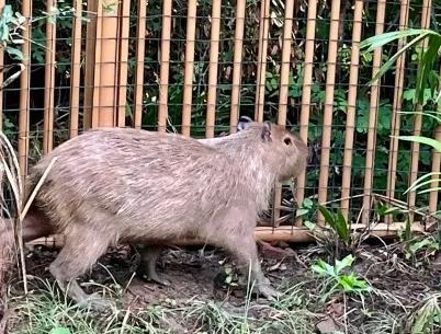“越獄”的卡皮巴拉自行回家 聰明“豆包”終歸籠