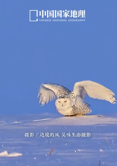 雪鸮雪地漫步气势拉满