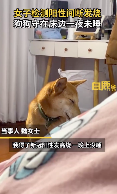 女子阳性发烧狗狗整夜守床边陪伴