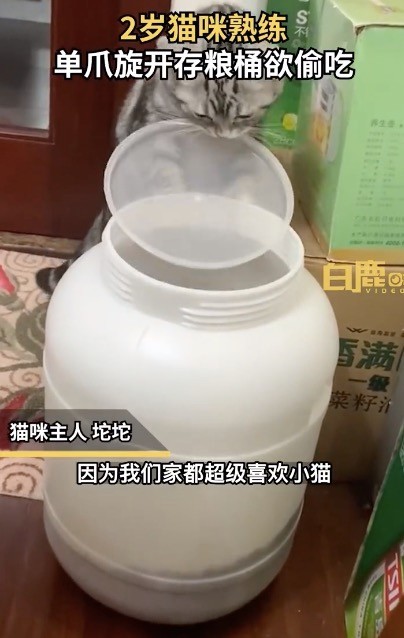 猫咪单爪熟练旋开存粮桶欲偷吃