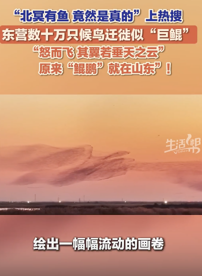 数十万只候鸟迁徙宛如“巨鲲”，网友：庄子诚不我欺
