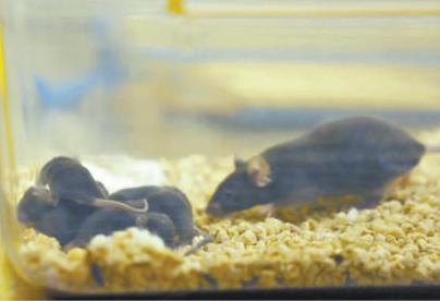 太空归来后鼠妈妈更“护娃” 飞天小鼠习性有改变