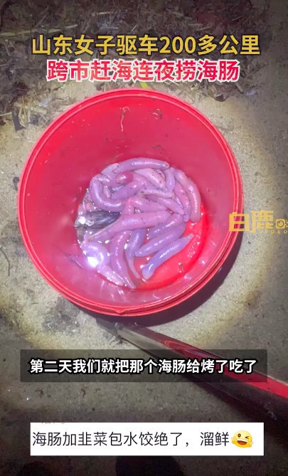 女子连夜开车400里到烟台捞海肠 海肠韭菜水饺很绝！