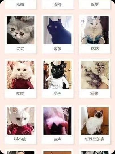 刘亦菲有在认真养她的小猫咪