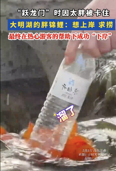 錦鯉躍龍門因太胖被卡住