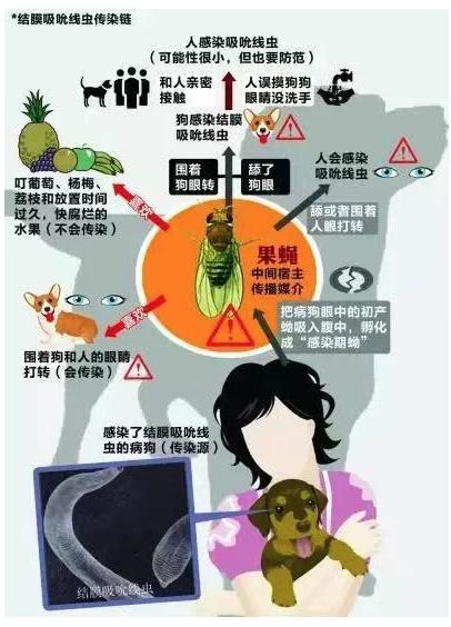 女子眼痒竟从眼睛里取出活虫 结膜吸吮线虫作祟