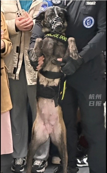 太热闹，跨年夜警犬“被迫”双脚站着挤地铁