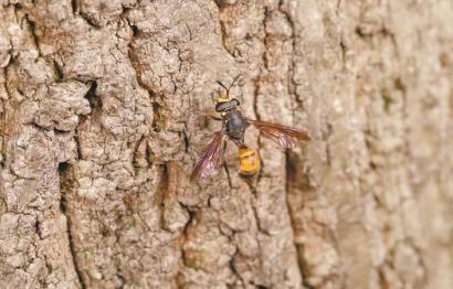 上海發(fā)現(xiàn)150種新生物 生物多樣性顯著提升