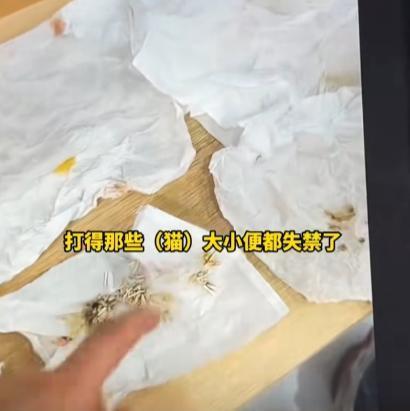 女子猫咖虐猫致死呼唤反虐待动物法 残忍行为引发社会关注