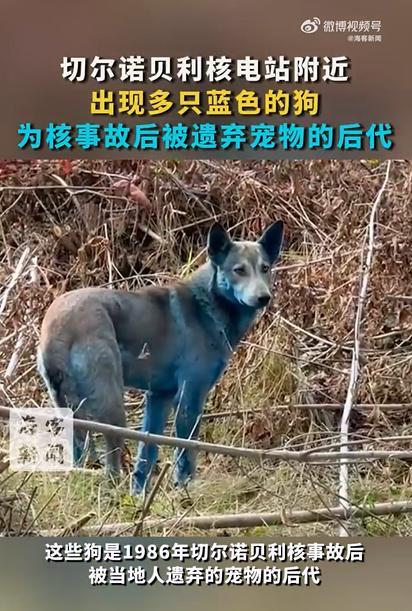 切尔诺贝利核电站附近现多只蓝色狗