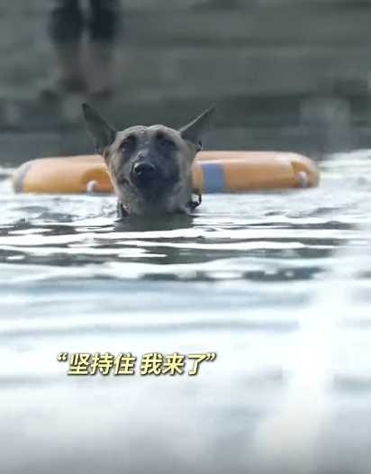 军犬没想到这把熟人局 扭头就往回游