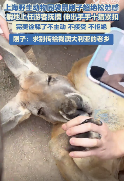 上海動(dòng)物園袋鼠和游客十指緊扣超絕松弛感