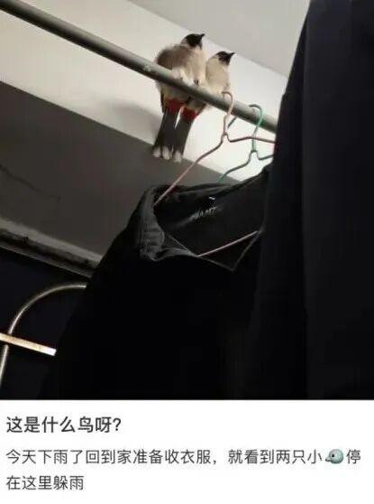 下雨天的时候鸟都在干什么？ 未雨绸缪与避雨策略