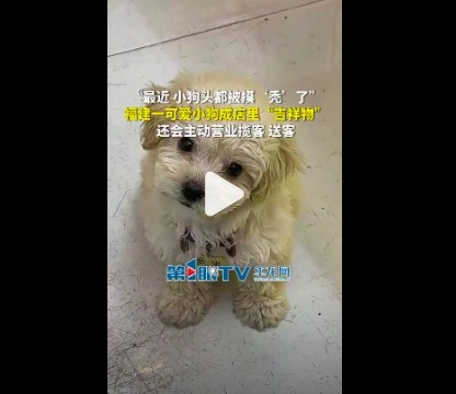 狗狗因太积极迎客头皆要被摸秃了