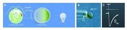 卡尔·戴塞罗思获诺贝尔医学奖 光遗传学之父的荣耀