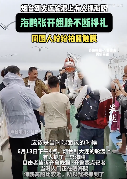 烟台到大连轮渡上有人抓海鸥：海鸥不断挣扎
