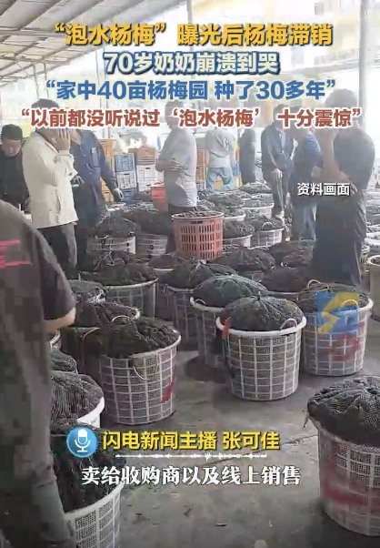 杨梅滞留树上 70岁奶奶崩溃哭了