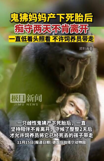 德国动物园鬼狒产下死胎后不让带走 低头痴守两天