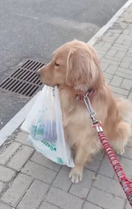 狗狗因主人不提东西而赌气