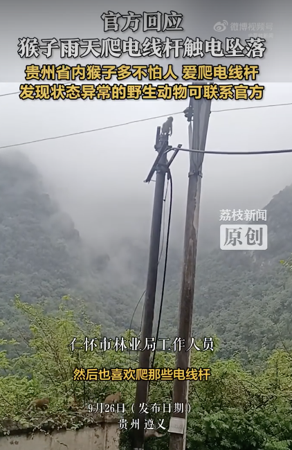 贵州一猴子雨天爬电线杆触电坠落 官方提醒注意安全