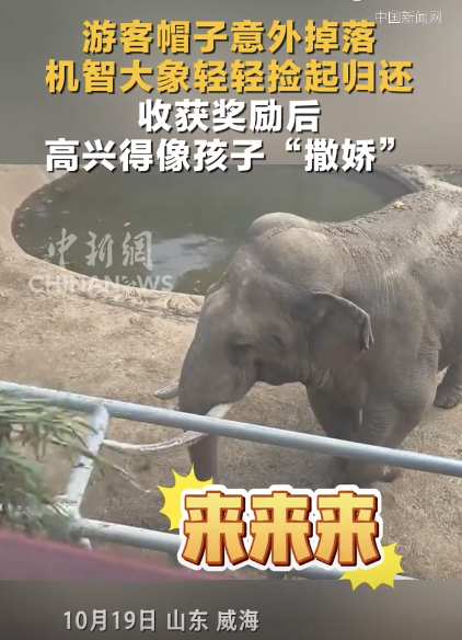 旅客帽子掉落 大象轻轻捡起了债