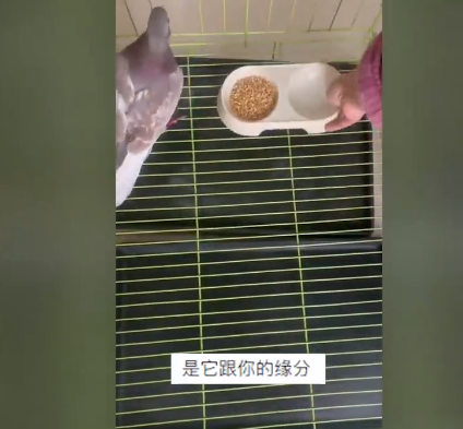 河南信鸽跑偏400公里飞到江苏，主人称可以杀了吃掉，女子好心将其收养
