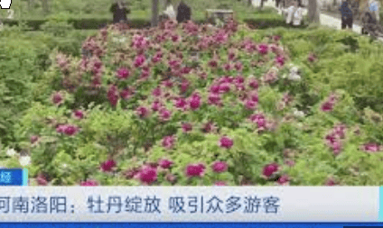 河南游客买断头牡丹
