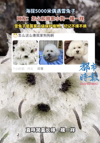 海拔5000米偶遇雪兔子撞脸小狗 萌物走红网络