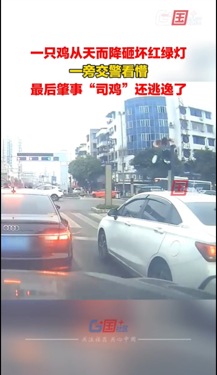 一只鸡从天而降砸坏红绿灯看懵交警 肇事司鸡当场逃逸！