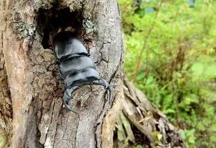 中国科研人员发现99个新物种 青藏高原生物多样性再添新证