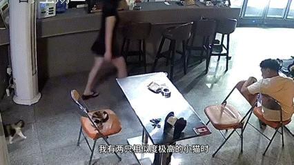 小猫生了一模一样的自己 粘贴复制的奇迹