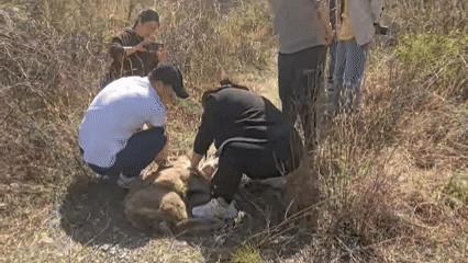 角像鹿，蹄似牛，头像羊，尾像驴......北京一地下车库惊现神秘物种 中华斑羚现身