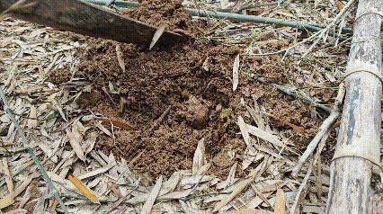 浙江海盐的山毛笋今年格外“金贵” 春日鲜味受追捧