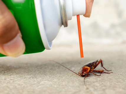 蟑螂开始对杀虫剂无感了，德国小蠊是如何征服世界的？