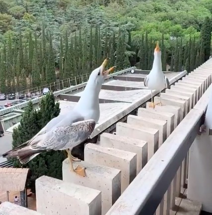 海鷗降落失敗被同類瘋狂嘲笑