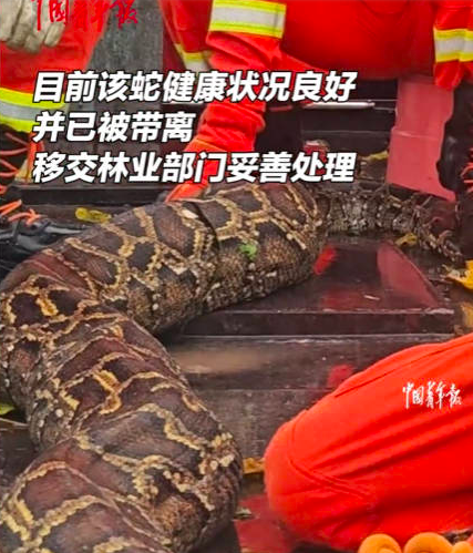 60斤巨蟒闯入鸡舍吞食十余只鸡 该蛇健康状况良好已被带离移交林业部门妥善处理