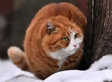 故宫的猫出来玩雪了，冰雪中的小可爱谁看了不迷糊
