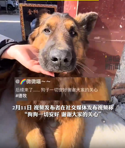 主人院子里放烟花狗狗叼起就跑 网友：狗狗的初心是保护你们