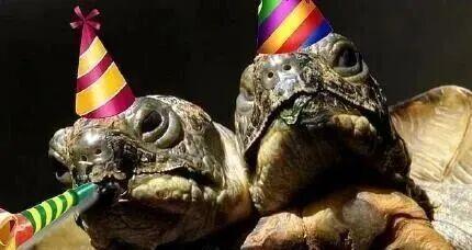 男子饲养“双头龟” 吃饭都像在吵架 罕见生物引热议