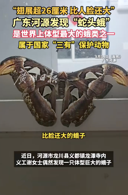 广东河源发现翅展超26厘米蛇头蛾 比东说念主脸还大