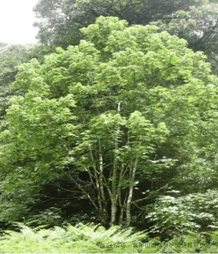 登上热搜的哀牢山在哪里？山里都有什么？ 生物多样性宝库